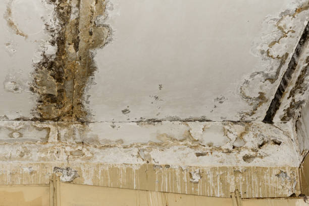Best Black Mold Removal  in Hoover, AL