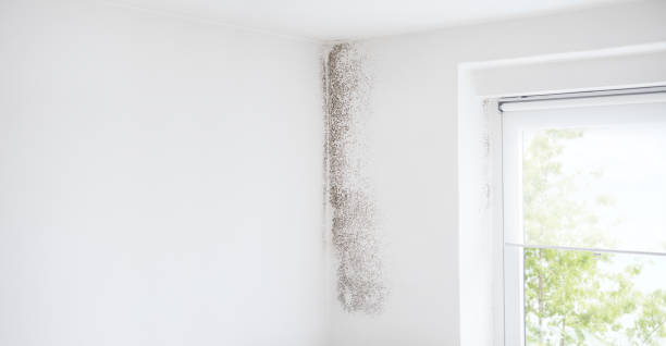 Best Mold Prevention Services  in Hoover, AL