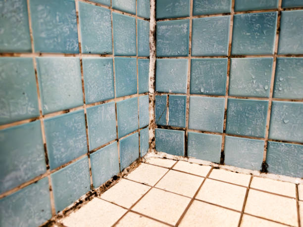 Mold Remediation for Vacation Homes in Hoover, AL