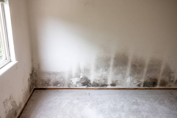 Best Mold Odor Removal Services  in Hoover, AL