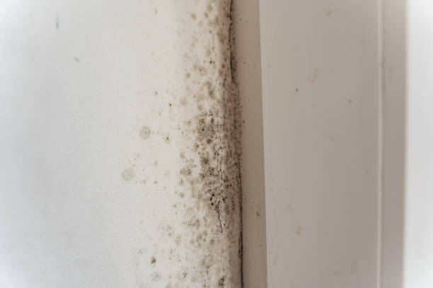 Best Mold Prevention Services  in Hoover, AL