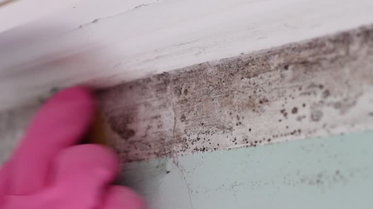 Best Mold-Related Health Consultation  in Hoover, AL